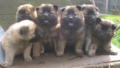 EURASIER CHOTS