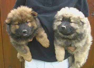 EURASIER CHIOT DE VOLIERE