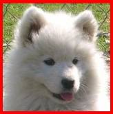 gros plan SAMOYEDE